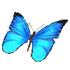 butterfly Gif