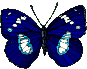 butterfly Gif