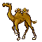 camel Gif