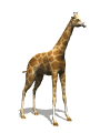 giraffe Gif