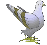 pigeon Gif