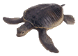 tortoise Gif